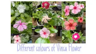 Different types of colours of Vinca Flower|Easy & Amazing vinca Flower|20 variety of vinca flowers|