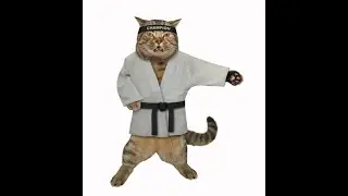Try not to laugh Cat Vs Hand-Kung Fu compilations 2021😼😼😼😂😂😂
