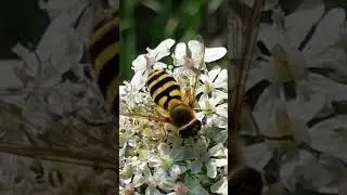 Hoverfly - Syrphus ribesii - Kjarrsveifa - Sveifflugur - Skord&yacute;r