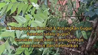 KHASIAT DAUN KARI! Rahsia Kesihatan, Rambut Lebat & Berat Badan Ideal