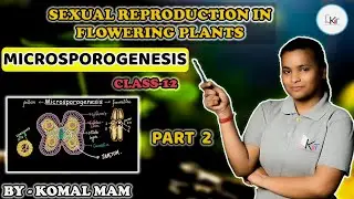 Microsporogenesis: Formation of Pollen Grains | Sexual Reproduction in Flowering Plants | Class 12