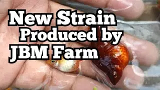 New Strain produce by JBM Aquayard Fish Farm!