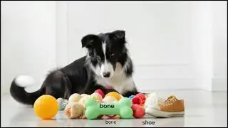Surprising Facts About Dogs 🐶 | Amazing & Fun Dog Facts You Didn&rsquo;t Know