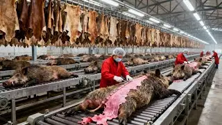 Inside the Wild Boar Leather Factory: From Wild Boar Leather to Luxury Goods (The Whole Process)