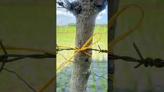 Tying Tricks✅👌🏼 #ropeknots #knot #rope #shortvideo #tutorial #tips #tricks #how #diy #creative