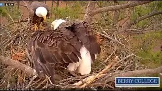Berry College Eagles - 1/19/17 A Typical Day