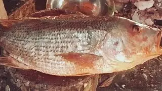 Giant Big Red Snapper Fish cutting||big coral fish cutting||fish cutting skills