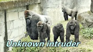 Gorilla Ringo found unknown intruder?? / Ringo又發現不知是甚麼的入侵者??