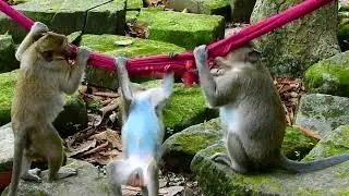 Look Funny Monkey Play Hammock  , Very Happiness Monkey Play And Jump Up The Hammock.