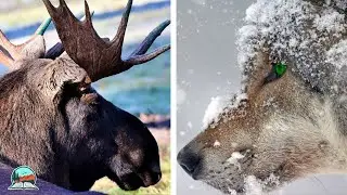 The Fascinating Ecology of Isle Royale's Wolves | Isle Royale National Park