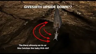 How Bats Give Birth Upside Down (And Never Drop Their Babies!)