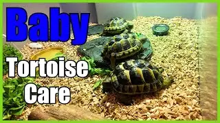 BABY Spurthigh Tortoise Care