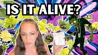 TICKLEME PLANT Experts Reveal the Best Indoor Plant Activity for 2025