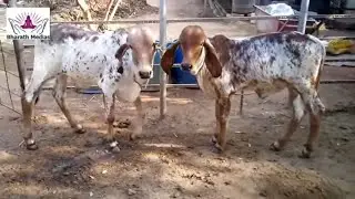 Indigenous Cow Breeds