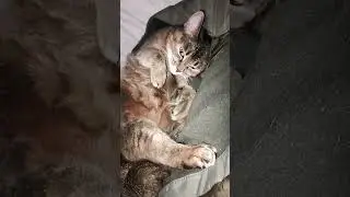 Колыбельная. Котики играли. #video #cat #vid #кот #survival #кино #catlover #funnycat #funny #cute