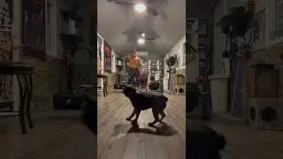 FRENCHBULL DOG PUPPY TRAINING