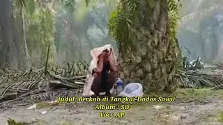 Lagu Terbaru 2025 Berkah di Tangkai Dodos Sawit Album SO 