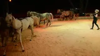 Pferdetraining im Zirkus Probst