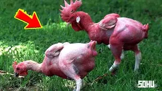 10 Most Exotic and Expensive Chicken Breeds in the World!
