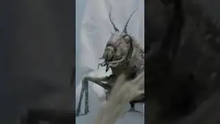 Grasshopper x locust whatsapp status #grasshopper #jurassicworlddominion