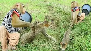 Heartwarming Cross Species Friendship in Green Fields, Animals Lovers