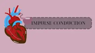 Impulse conduction of heart | Neet | Botany | Zoology | Education 