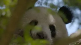 Giant panda national park to be established in NW China