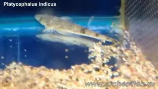 Platycephalus indicus