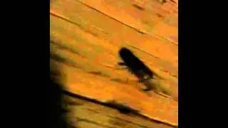 Kid gets scared of bug