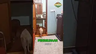 Jenis sapi terkecil di dunia, Sapi punganur #peternakan #peternak #peternaksapi #sapi