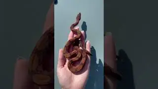 BLOOD BOA😍  #snakes #boaconstrictor #boa #snake #bloodboa #subscribe #viral