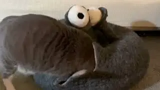 Handmade Cat Bed Designed as a Cozy Hideaway for Resting, Lounging, and Napping, Made in Nepal.