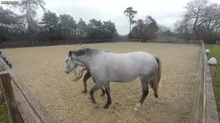 10 12 23 Beau Lifting Front Legs