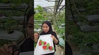 Cameron highland strawberry 🍓 farm its very fresh you go and try it so delicious 😋 