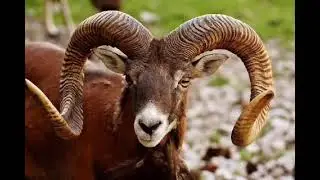 Aries May 2021 Astrology Forecast: New Moon in House of Money! Lunar Eclipse in Travel House!