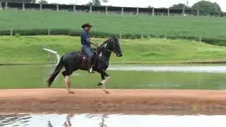 &Uacute;nico do Faxa - LOCAL CTE TETEU