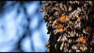 Millions in Motion: Photographing Monarch Butterflies in Mexico • Daily Dose of Nature