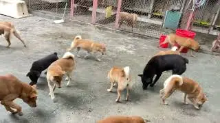 &ldquo;Vietnam&rsquo;s Native Dog Farm: Where Heritage Breeds Thrive&rdquo; #dogs #doglover #cutepuppy  #pets 