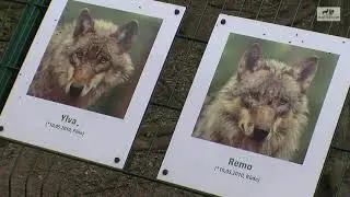 W&ouml;lfe Handaufzucht Wolfcenter D&ouml;rverden Mensch als Leitwolf  - by schuhplus