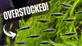 What OVERSTOCKING Does To Your Aquarium | DON'T DO THIS!