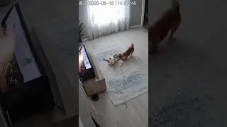 Dog Saving Baby Girl From Exploding TV and Power Line Danger