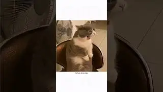 Keya aapke Papa bhi aesa karte hai #cat #memes #funny #funny #funny #newmemes #classicmeme 😂😂#😂😂😂😂😂😂