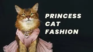 A Princess Cat Fashion Collection 👑 Elegant Dresses & Looks