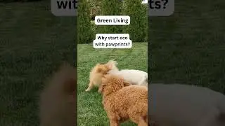 Eco-Friendly Pet Care Tips | Sustainable Dog Hacks-Eco Tips for Dog Owners | GoEcoPaw Hacks