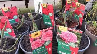 Nursery flower plants price | Rose Plants | B&Q Garden Centre | Part 4 | London