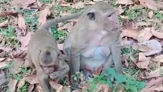 Sweet pea spoil baby monkey looks like a newborn baby coz he always stays near his monkey popeye.