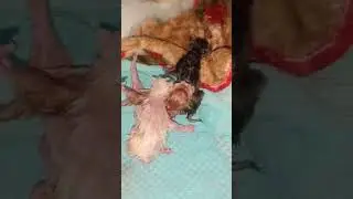 newborn persian kittens...   day -1b #cute #trending #cutecat #persiancat #kitten #newborn #shorts
