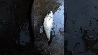 Bronze Featherback Fish #shorts