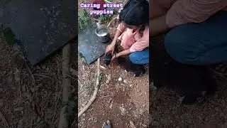 Ekm shelter.street animals welfare activities🐕🏠😍😍
