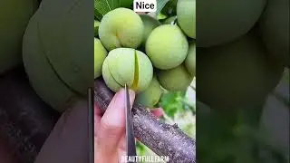 Beautyfull Farm the best Farm in forest